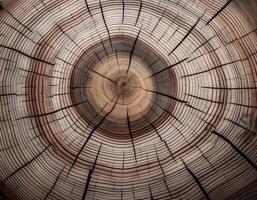 Tree trunk cross-section with visible cracks. photo
