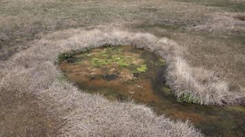 Algae bacterial mats. Hot thermal spring, hot pool in the Yellowstone National park. Wyoming, USA video