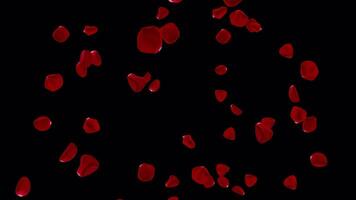 Seamless Rose Petals Loop Animation - Perfect for Romantic Videos, Wedding Slideshows, YouTube Intros, and Social Media Content video