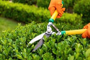 Gardener trims lush green hedge with bright orange gloves and sharp shears during daylight photo