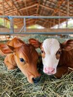 Portrait of two young calves resting on hay in a barn setting in the countryside photo