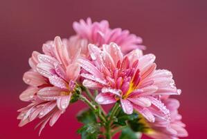 Beautiful pink flowers with water droplets on a soft red background in a serene garden setting photo