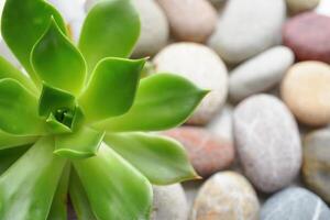 Green succulent plant beside smooth decorative stones in a tranquil setting indoors photo