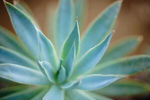 Close up view of vibrant succulent with pointed leaves in natural light photo