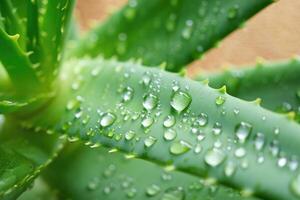 Close up of aloe vera leaves with water droplets after rain in a garden setting photo