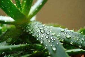 Close up view of aloe vera plant leaves covered in water droplets after rain photo
