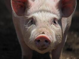 Close up of a pig looking directly at the camera in bright natural light on a farm photo
