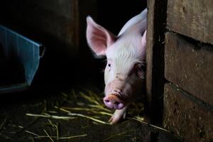 Piglet peeking out from barn in a rural farm setting during daytime photo