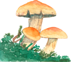 Watercolor Mushrooms with Orange Caps and Green Foliage png