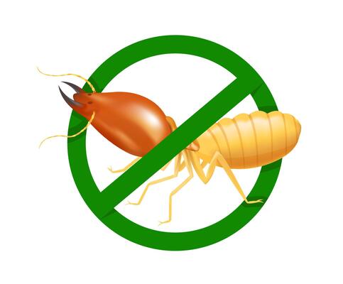 termite in prohibited green circle sign isolated on white background, logo insects termite, termite prohibition symbol for flat icons info graphic, illustration termites icon chemical spray product