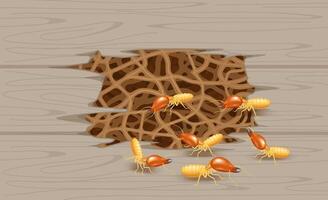 termite nest at wooden wall, burrow nest termite and wood decay, texture wood with nest termite or white ant, background damaged white wooden eaten by termite or white ants vector