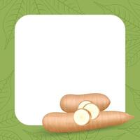 banner frame of cassava fresh, copy space, cassava cut slice for tapioca flour industry or ethanol, pile yucca cassava tuber on frame, raw manioc cassava on a template banner green vector
