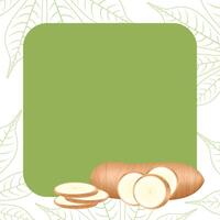 banner frame of cassava fresh for copy space, cassava cut slice for tapioca flour industry or ethanol, pile yucca cassava tuber on frame, raw manioc cassava on template banner vector