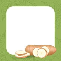 banner frame of cassava nature, copy space, cassava cut slice for tapioca flour industry or ethanol, pile yucca cassava tuber on frame, raw manioc cassava on a template banner empty vector