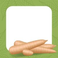 banner frame of cassava fresh for copy space, cassava cut slice for tapioca flour industry or ethanol, pile yucca cassava tuber on frame, raw manioc cassava on template banner background vector