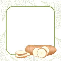 banner frame of cassava fresh, copy space, cassava cut slice for tapioca flour industry or ethanol, pile yucca cassava tuber on frame, raw manioc cassava on template banner vector