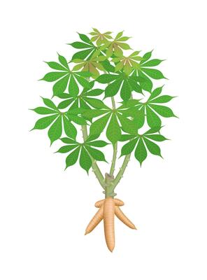 cassava tree plant, cassava rhizomes isolated on white background, manioc cassava roots underground plants, cassava plantation, tapioca for flour industry or ethanol industry, tapioca plant nature