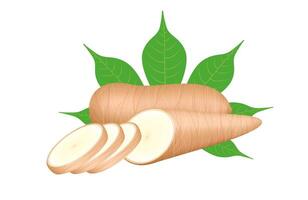 cassava fresh and leaf isolated on a white, raw cassava cut slice for tapioca flour industry or ethanol industry, pile yucca cassava tuber, raw manioc cassava nature vector