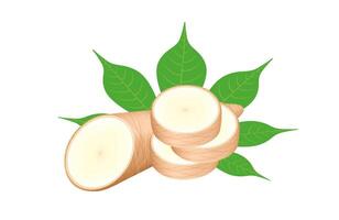 cassava fresh and leaf isolated on a white background, raw cassava cut slice for tapioca flour industry or ethanol industry vector
