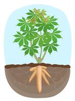 cassava tree plant, tapioca underground root, cassava rhizomes isolated on white background, manioc cassava roots underground plants, cassava plantation, tapioca for a flour industry vector