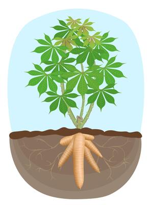 cassava tree plant, tapioca underground root, cassava rhizomes isolated on white background, manioc cassava roots underground plants, cassava plantation, tapioca for a flour industry