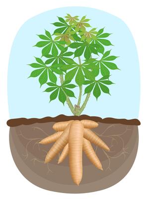 cassava tree plant, tapioca underground root, cassava rhizomes isolated on white background, manioc cassava roots underground plants, cassava plantation, tapioca for flour industry