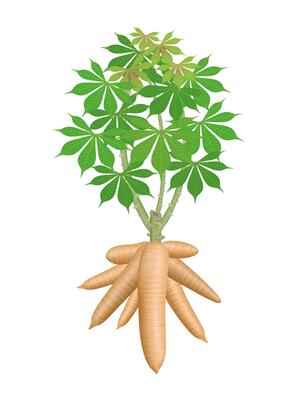 cassava tree plant, big cassava rhizomes isolated on white background, manioc cassava roots underground plants, cassava plantation, tapioca for flour industry or ethanol industry, tapioca plant nature