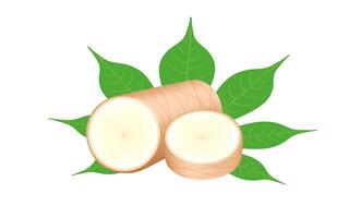 cassava fresh and leaf isolated on white background, raw cassava cut slice for tapioca flour industry or ethanol industry, pile yucca cassava tuber, raw manioc cassava vector