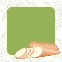 banner frame of cassava fresh for copy space, cassava cut slice for tapioca flour industry or ethanol, pile yucca cassava tuber on frame, raw manioc cassava on template banner green vector