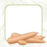 banner frame of a cassava nature, copy space, cassava cut slice for tapioca flour industry or ethanol, pile yucca cassava tuber on frame, raw manioc cassava on template banner blank vector