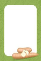 banner frame of cassava fresh, copy space, cassava cut slice for tapioca flour industry or ethanol, pile yucca cassava tuber on banner frame vector