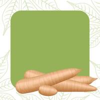 banner frame of cassava fresh, copy space, cassava cut slice for tapioca flour industry or ethanol, pile yucca cassava tuber on frame, raw manioc cassava on a template banner empty vector