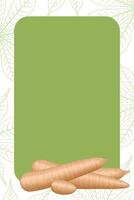 banner frame of cassava, copy space, cassava cut slice for tapioca flour industry or ethanol, pile yucca cassava tuber on frame, raw manioc cassava on template banner green vector