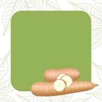 banner frame of cassava fresh, copy space, cassava cut slice for tapioca flour industry or ethanol, pile yucca cassava tuber on frame, raw manioc cassava on template banner green vector