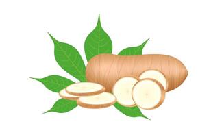 cassava fresh and leaf isolated on a white background, raw cassava cut slice for tapioca flour industry or ethanol industry, pile yucca cassava tuber, raw manioc cassava nature vector