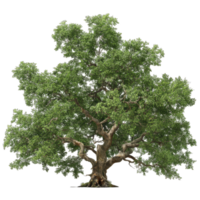 Isolated oak tree image for graphic design projects and nature illustration needs usage png