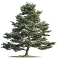 Isolated evergreen tree image for design projects and forestry visuals, nature element png
