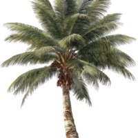 Isolated palm tree image for graphic design needs and summer vacation themed projects use now png