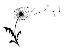 The sketch of a field dandelion. vector