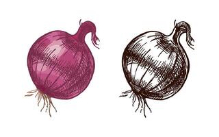 Hand drawn vintage colored and black sketch of whole onion vegetable with sprout in rustic engraving style vector