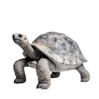 Realistic Tortoise Isolated on Transparent Background with Detailed Shell and Strong Posture png