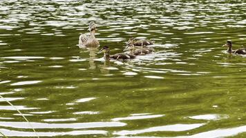 Mallard with ducklings floating in lake at summer day. Mother duck with brood swimming at pond. Birds family in the nature habitat. Concept of animal wildlife. Close up Slow mo photo