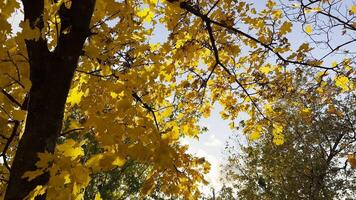 Golden maple leaves on tree branches gently swaying in wind with sunlight at background. Lush autumn yellow foliage swinging on breeze at forest. Beautiful colorful fall season. Close up photo