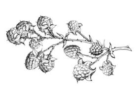 Raspberry hanging on thorny spiked branch, ripe garden berry dewberry mulberry loganberry hand drawn in ink. Isolated botanical illustration. Home preserves, cookbook, grocery store stationery vector