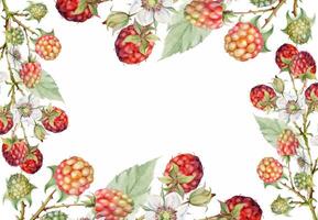 Raspberry frame berries leaves flowers on thorny spiked branch hand drawn in watercolor. Ripe dewberry mulberry. Isolated border illustration. Home preserves cookbook, grocery store, realistic closeup vector