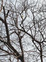 Leafless Tree Branches Silhouetted Against a Clear Sky in a Minimalist Nature Scene photo