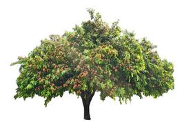 Lush Green Tree with Vibrant Red Flowers Isolated on White Background for Nature and Botanical Design Projects photo