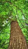 Majestic Tree Trunk and Lush Green Canopy in a Vibrant Forest Captured from a Unique Upward Perspective photo