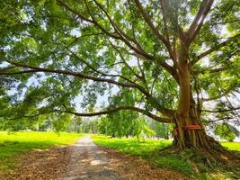 Majestic Banyan Tree Spreading Its Branches Over a Sunlit Path in a Serene Park Setting photo