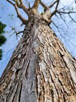 Close-Up View of a Tall Tree Trunk with Textured Bark Reaching Towards a Clear Blue Sky in a Natural Forest Setting photo
